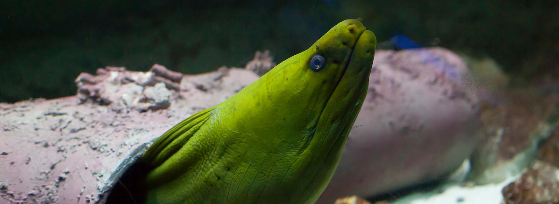 moray eel