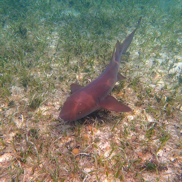 nurse shark