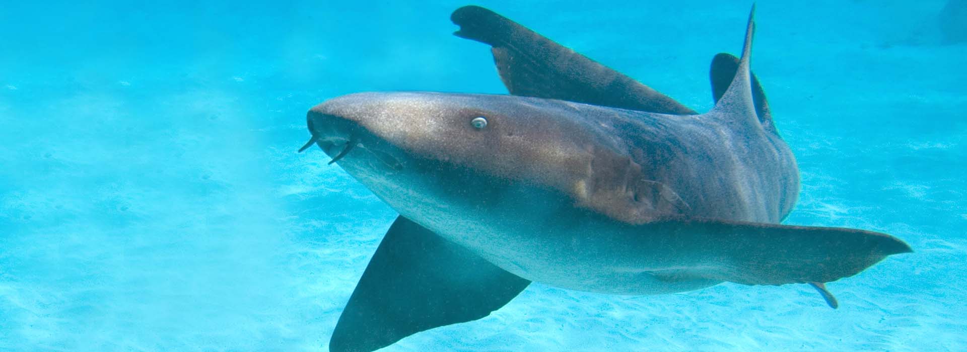 nurse shark