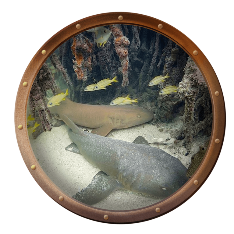 nurse sharks