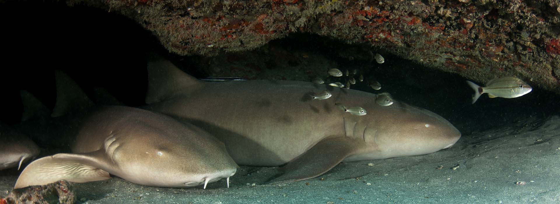 nurse sharks sleeping