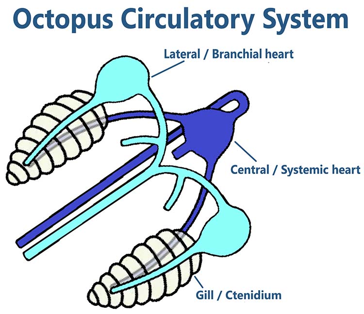 octopus circulatory system