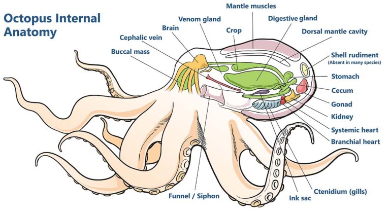 Octopus internal anatomy