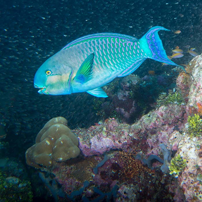 parrotfish