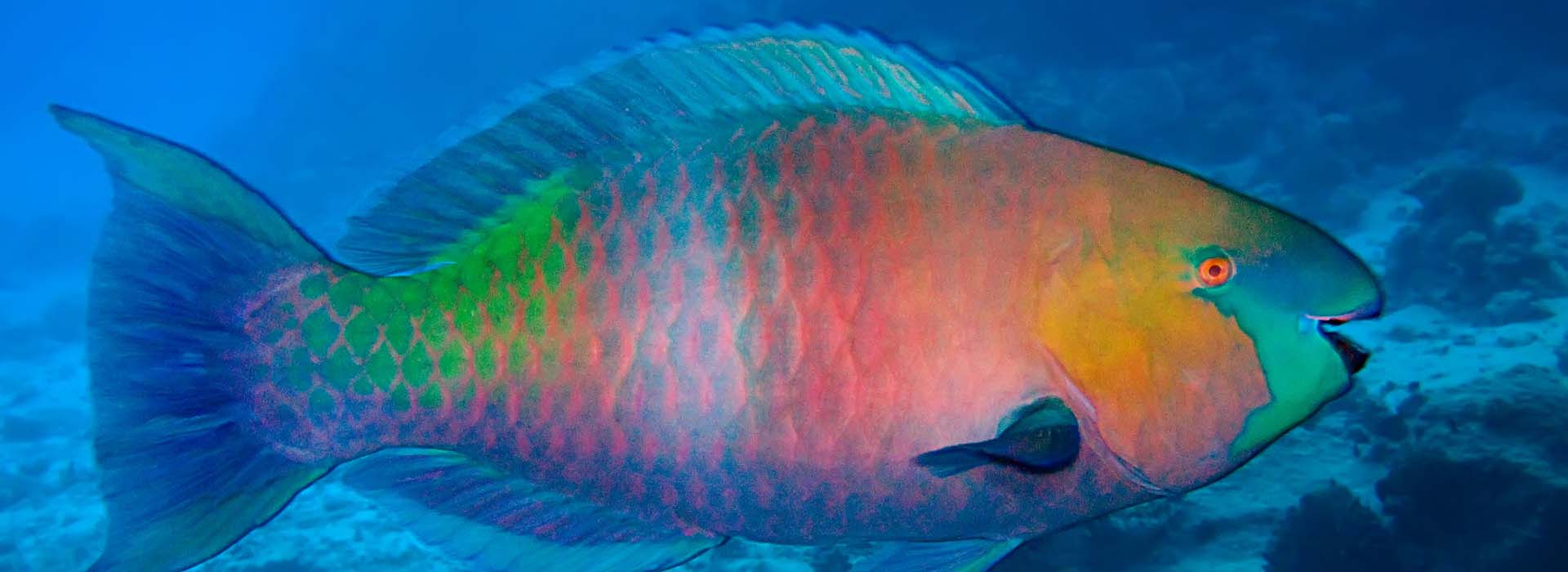 parrotfish