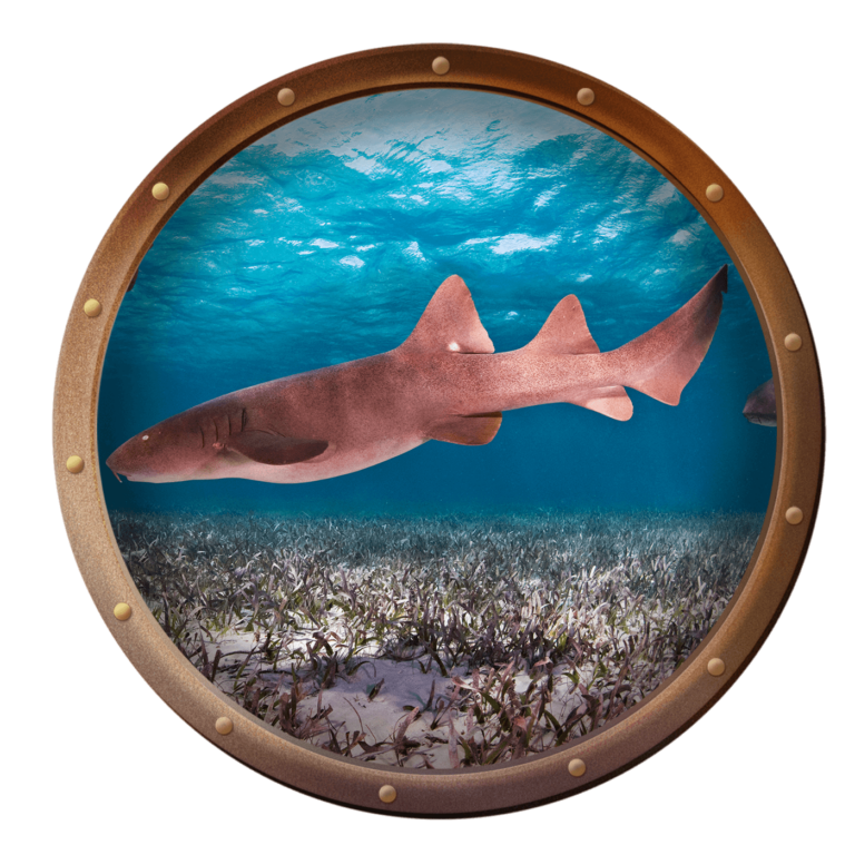 pregnant nurse shark