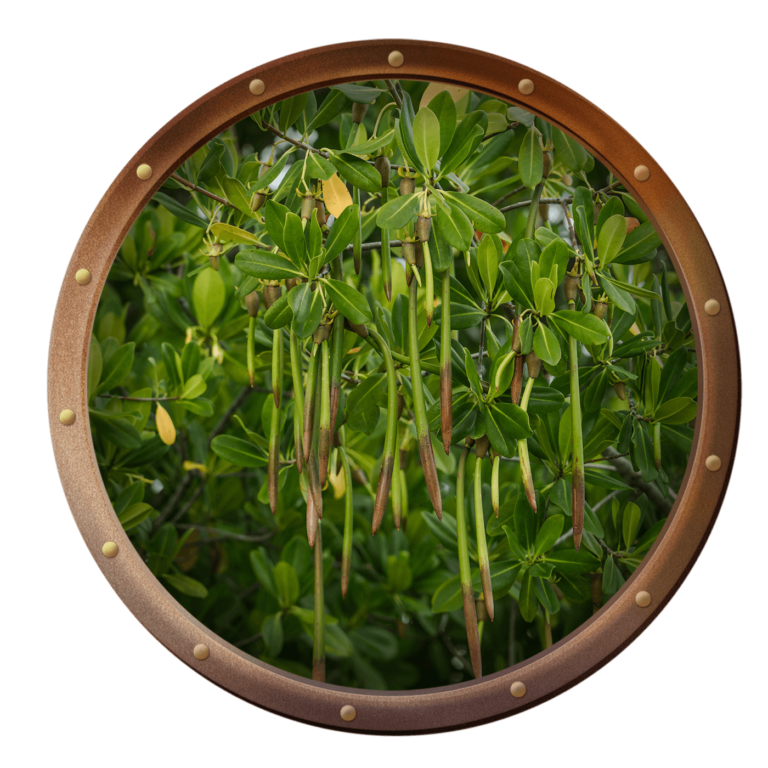 red mangrove flowering plants