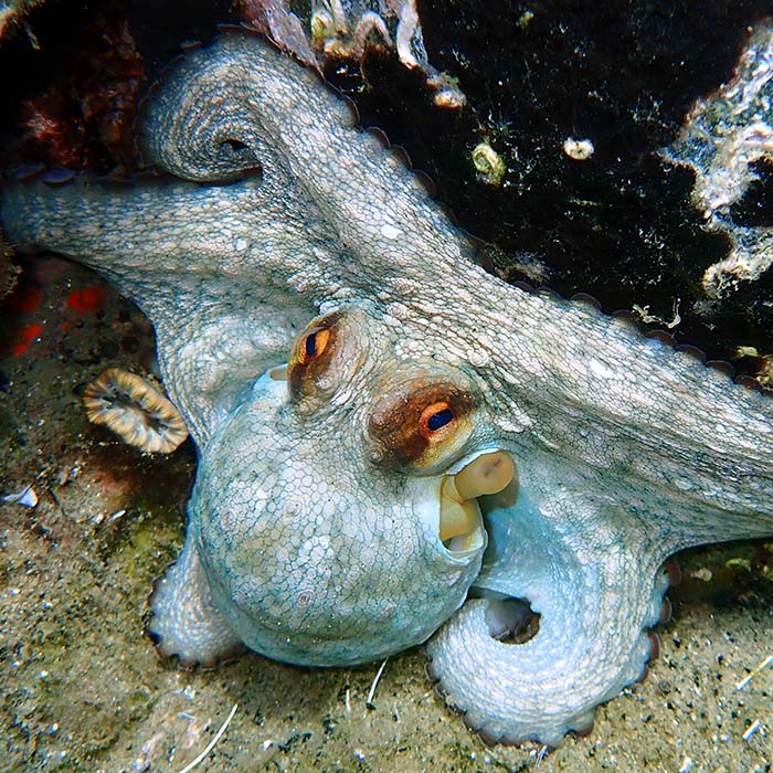 reef octopus