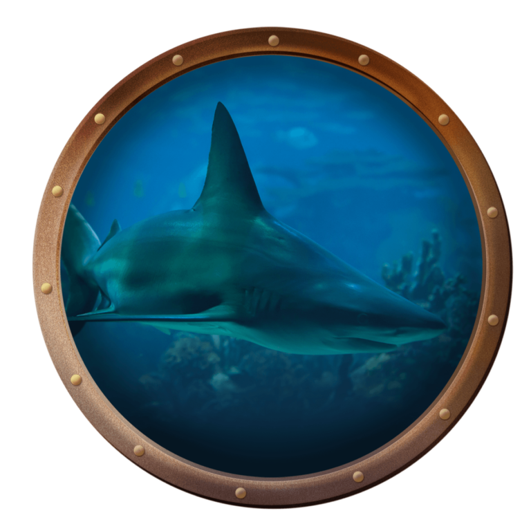 sandbar shark