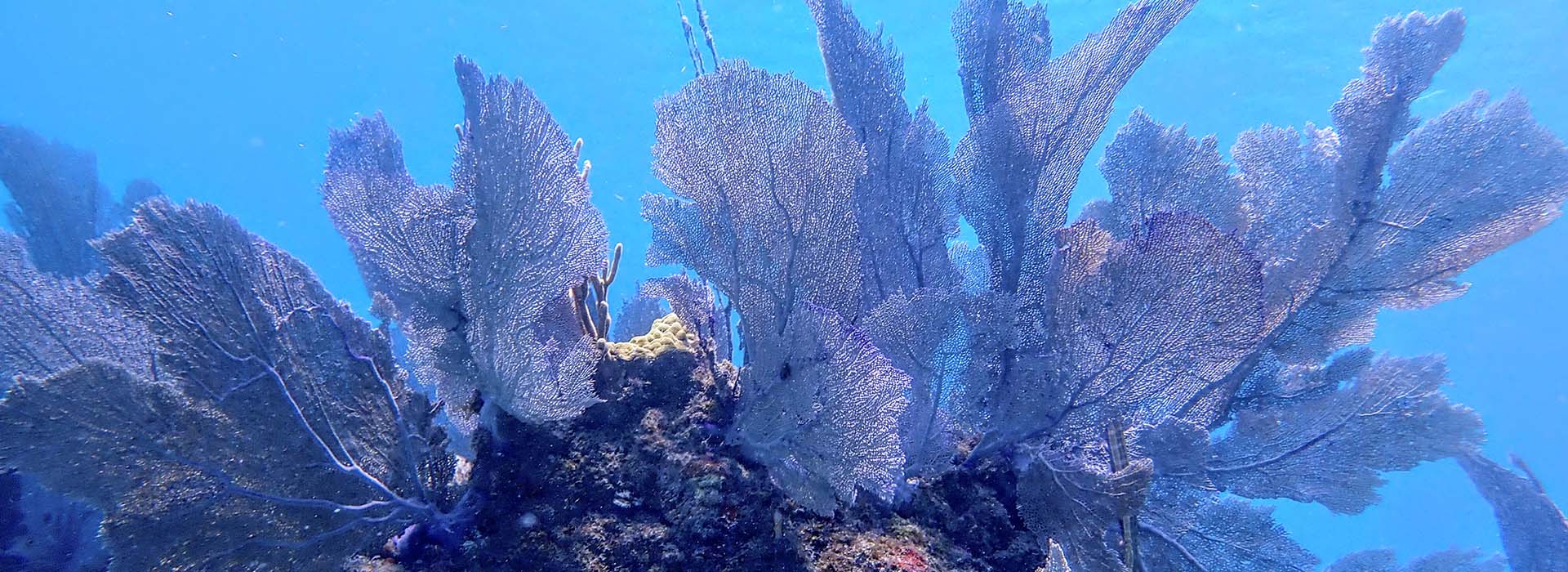 sea fans