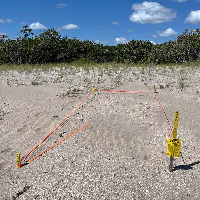 sea turtle nest