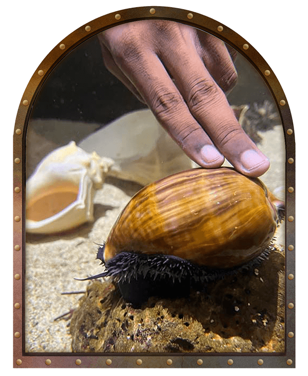 using the two finger touch at the key west aquarium