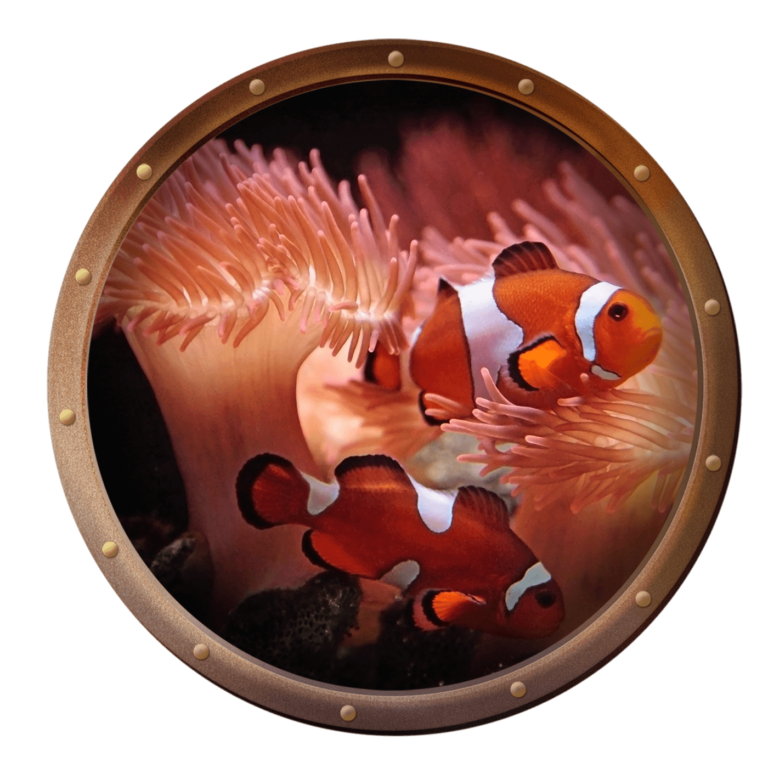 sea anemone and clownfish