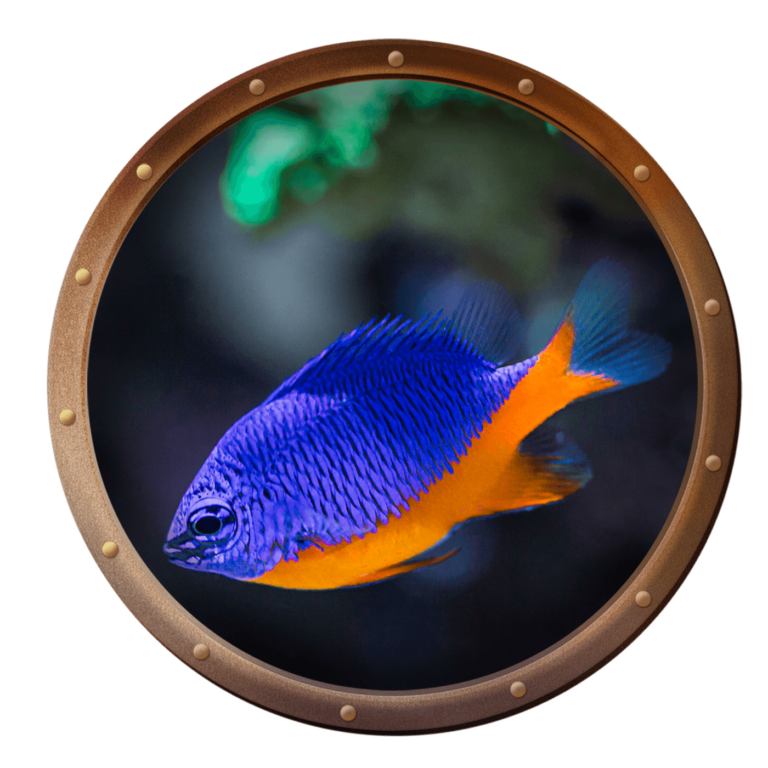 azure damselfish