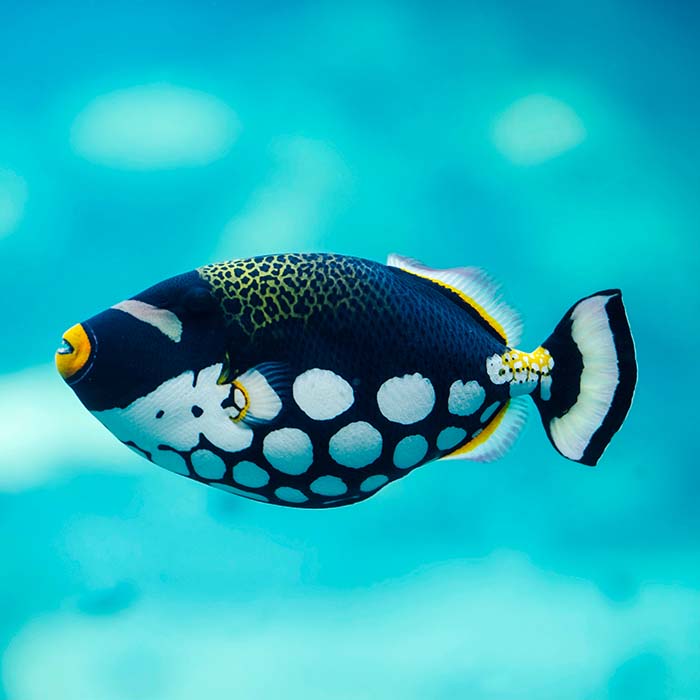 clown triggerfish