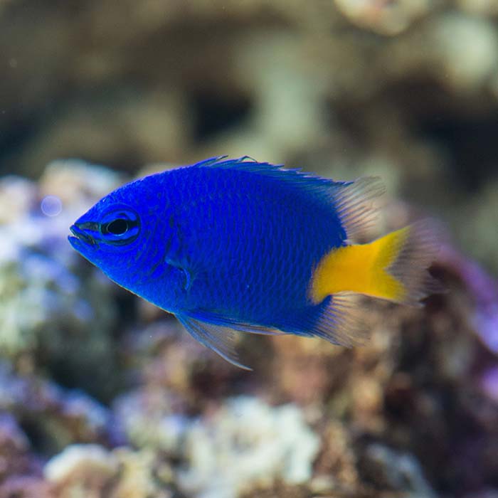 damselfish