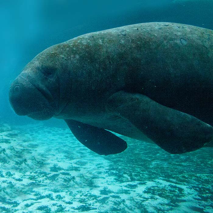 Florida manatee