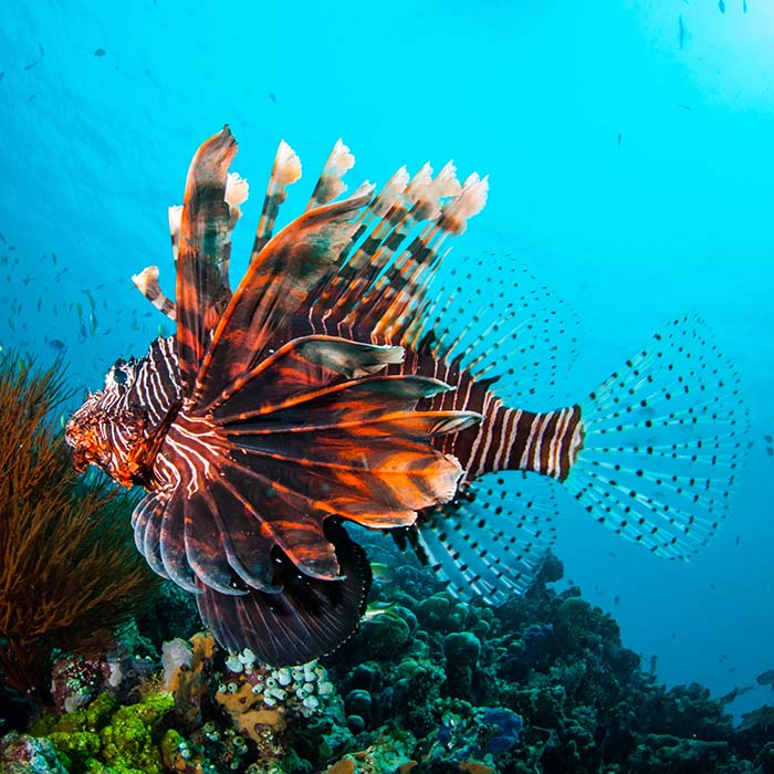 lionfish