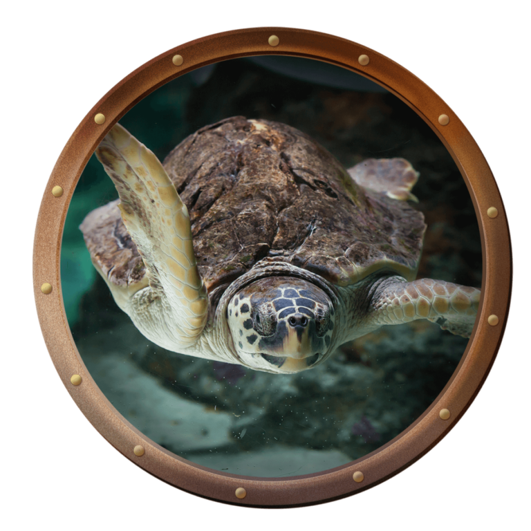 loggerhead sea turtle