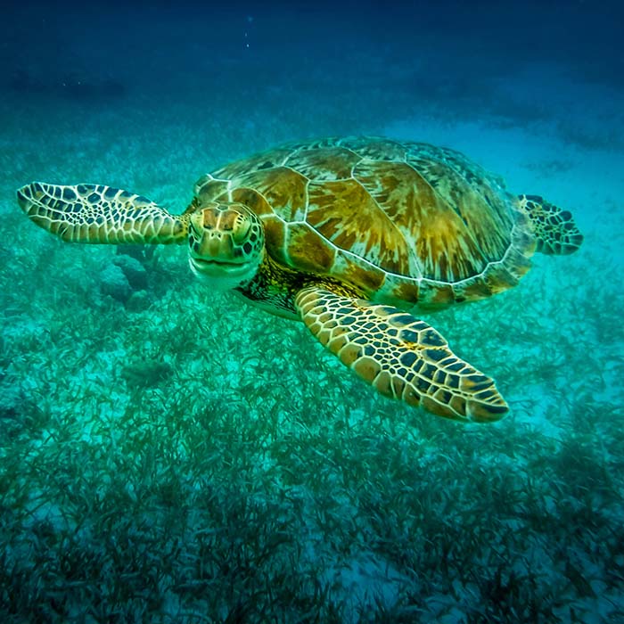 loggerhead sea turtle