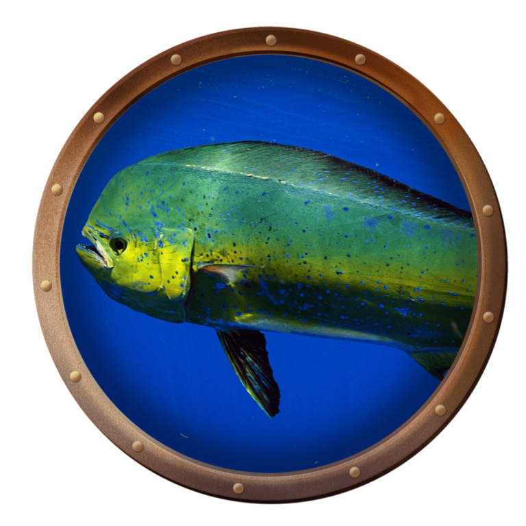 Mahi-Mahi