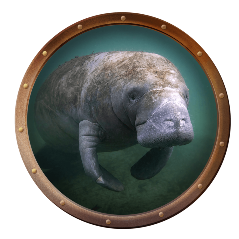 manatee underwater