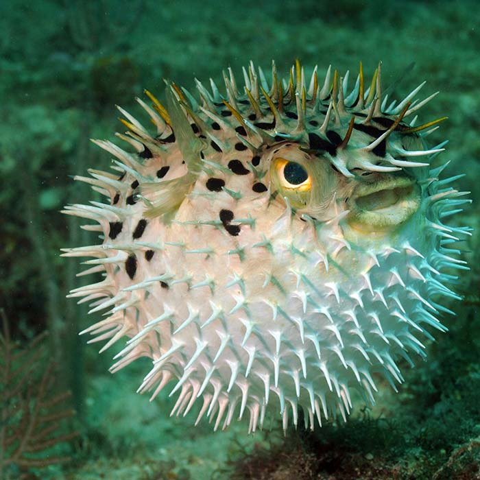 puffer fish