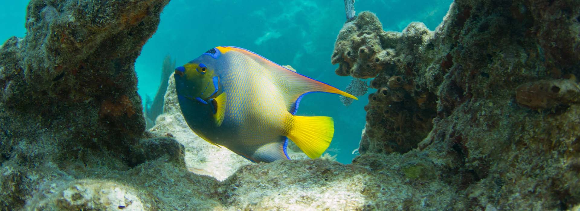 queen angelfish and coral reef