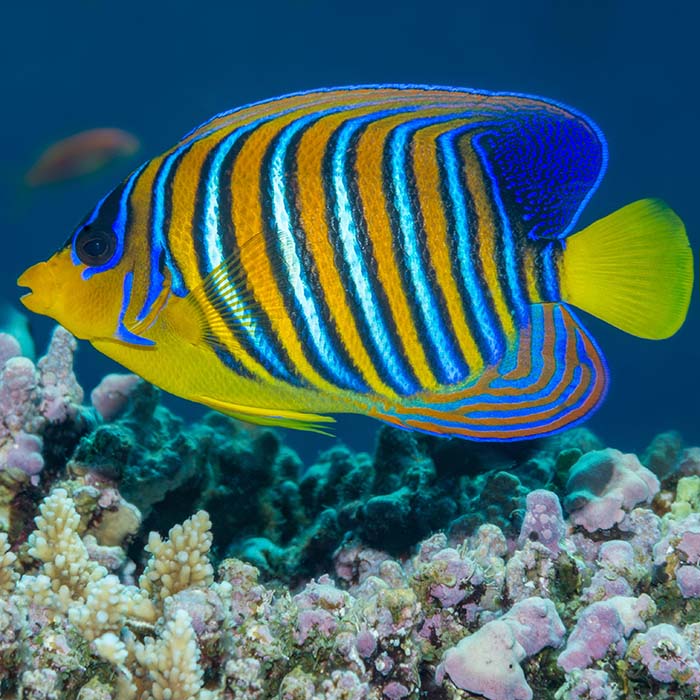 regal angelfish