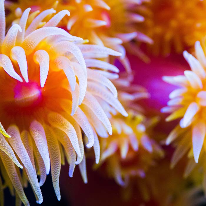 sea anemone