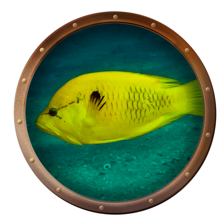 slingjaw wrasse