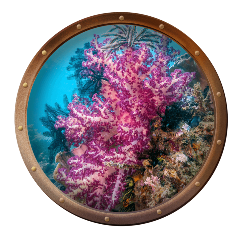 soft coral