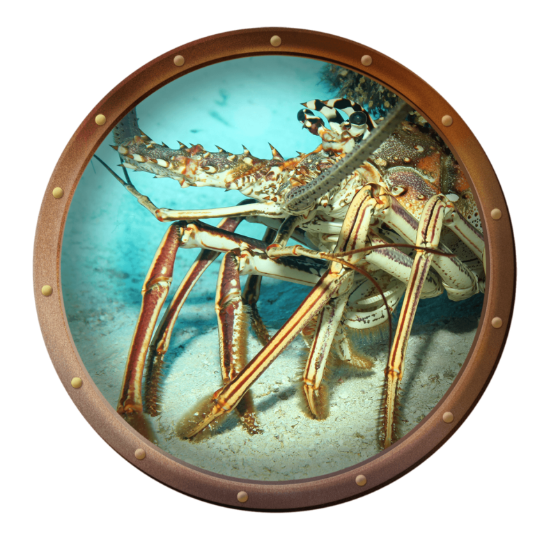 spiny lobster