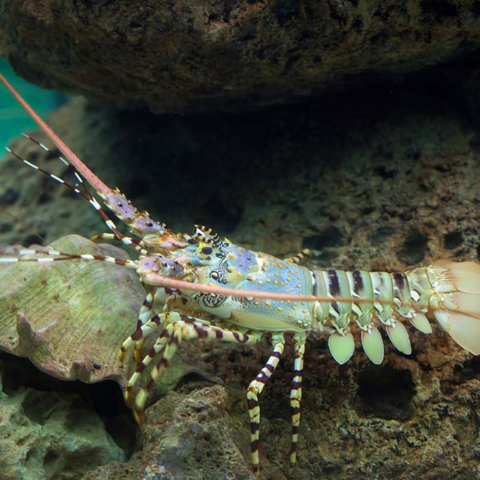 spiny lobster