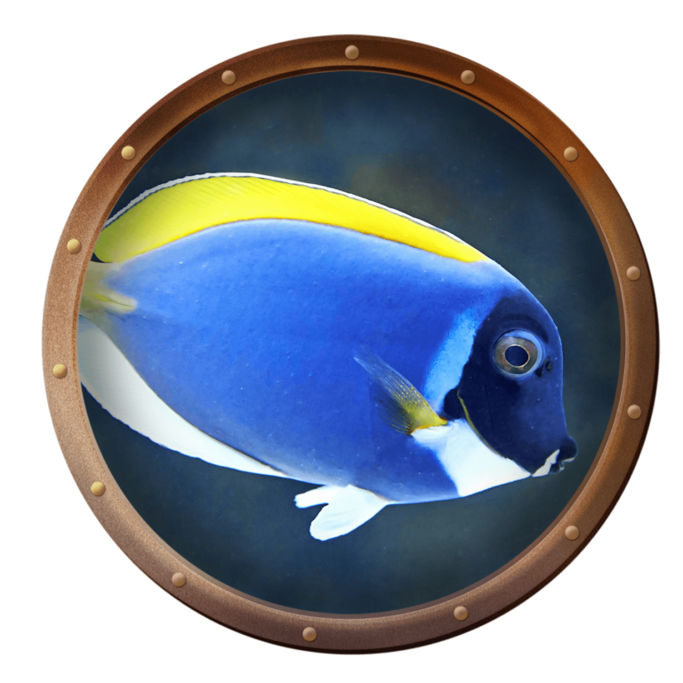 surgeonfish