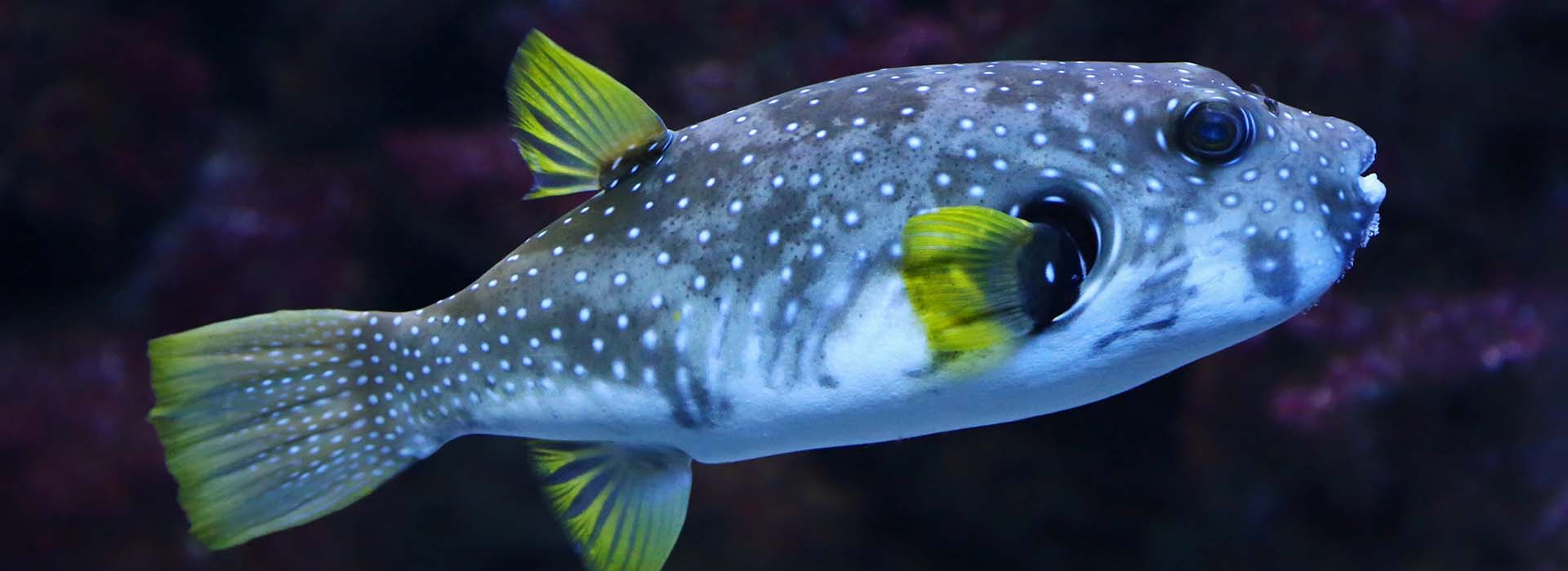 white spotted puffer