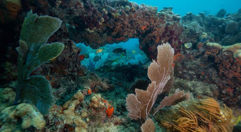 Key West coral reef