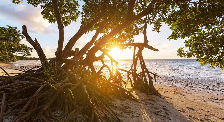 Key West mangroves