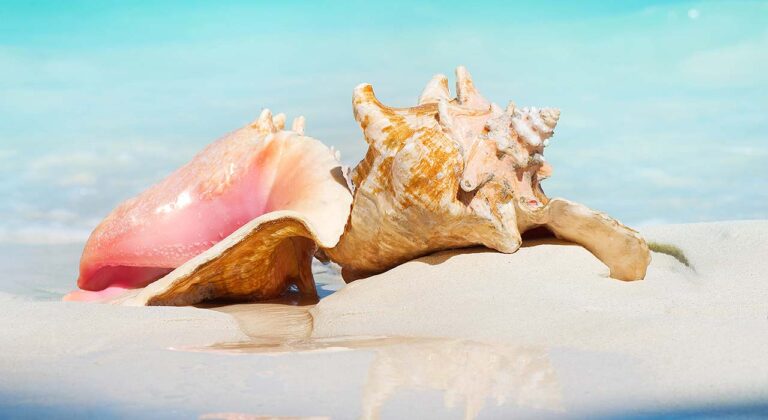 queen conch